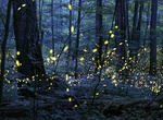 See Synchronized Fireflies in Elkmont (Great Smoky Mountains), Tennessee