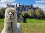 Visit Alpacaly Ever After, Portinscale, England
