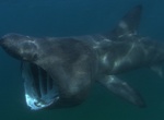 Swim with Basking Shark's