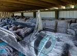 Visit Chief Shakes Tribal House, Wrangell, Alaska