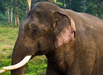 Visit Elephant Jungle Sanctuary, Pattaya, Thailand