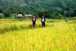 SAPA TREKKING TOUR BY BUS (two nights in hotel)