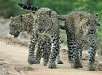 Special Leopard Safari Tour in Yala National Park by Malith & the team