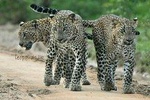 Special Leopard Safari Tour in Yala National Park by Malith & the team