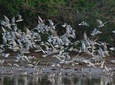 Bundala Birding Paradise - All Inclusive Tour