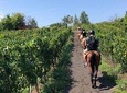 Horse Riding Experience on Vesuvius w/ Wine Tasting