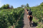 Horse Riding Experience on Vesuvius w/ Wine Tasting