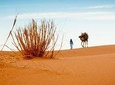 2 Day Zagora Tour from Marrakech Including the Atlas Mountains, Camel Trek and Desert Camp