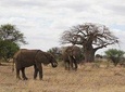 Tarangire National Park - Day trip
