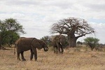 Tarangire National Park - Day trip