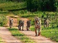 Ranthambhore Tour With One Ride Of Jungle By Gypsy