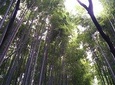 Kyoto Lazy Bird Tour