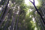 Kyoto Lazy Bird Tour