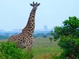 Nairobi National Park, David Sheldrick, Giraffe Centre with Lunch at Carnivore