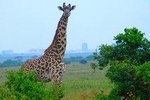Nairobi National Park, David Sheldrick, Giraffe Centre with Lunch at Carnivore