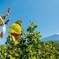 Etna tour and pistachio lunch - Sicily Hiking Tour