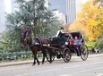 Standard Central Park Horse Carriage Ride (Long Loop - 45 Minutes)