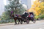 Standard Central Park Horse Carriage Ride (Long Loop - 45 Minutes)