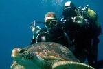 Try Scuba Diving in the South of Tenerife