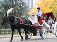 VIP Horse Carriage Ride through Central Park in NYC with Photo Stops
