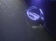 Sunset and Manta Ray Snorkel Adventure
