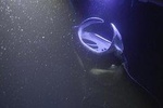 Sunset and Manta Ray Snorkel Adventure