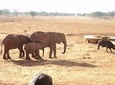 Amboseli National Park Full Day Tour from Nairobi