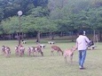 Amazing Tour of 8th Century Capital Nara