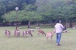 Amazing Tour of 8th Century Capital Nara