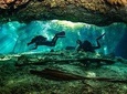 2 different divings in the same cenote for certified divers in Tulum