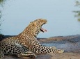 4 Days Maasai Mara Safari, 1 Night Nairobi and 2 Nights Maasai Mara