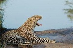 4 Days Maasai Mara Safari, 1 Night Nairobi and 2 Nights Maasai Mara