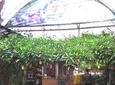 Cameron Highland Private Day Tour
