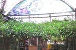 Cameron Highland Private Day Tour