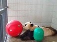 Chengdu Panda Base and People's park