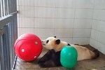 Chengdu Panda Base and People's park