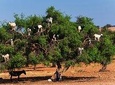 Private Day Trip to Essaouira and Argan Forest from Marrakech