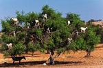 Private Day Trip to Essaouira and Argan Forest from Marrakech