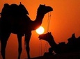 Best Sunset Camel Ride with tea break in the Palm Grove of Marrakech