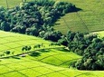 Nairobi Day tour to the Tea Farm