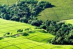 Nairobi Day tour to the Tea Farm
