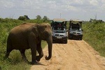 Bundala National Park Safari