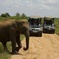 Bundala National Park Safari