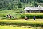 Sapa Trekking Group Tour By Bus 2 Days 1 Night (overnight In Hotel)