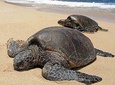 Sukamade Turtle Land Beach (2D1N)