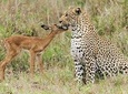 Jhalana Safari Park Leopard- One Jungle Jeep Safari And One Night Stay In Hotel