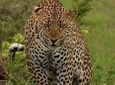 Mount Kenya Chimpanzee Sanctuary and Aberdares National Park Tour for 2 days