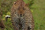 Mount Kenya Chimpanzee Sanctuary and Aberdares National Park Tour for 2 days