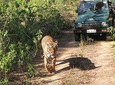 Sariska Wild Life Tour By Private Car With Jungle Safari Gypsy