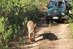 Sariska Wild Life Tour By Private Car With Jungle Safari Gypsy